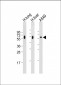 CD14 Antibody (N-term)